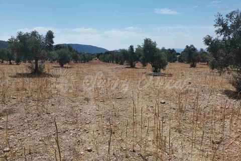 Helårsgrund i Biar, Alicante, Biar - € 27.500 | Ref: SF0511 - foto 5